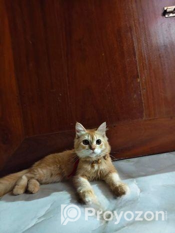 Female persian cat sell