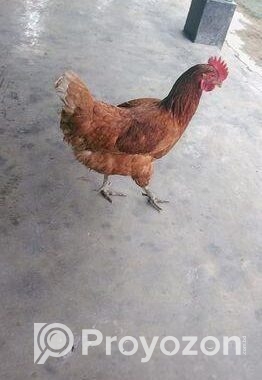 লেয়ার মুরগী