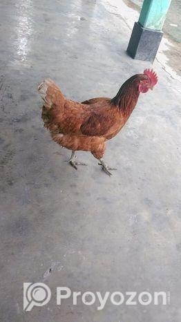 লেয়ার মুরগী