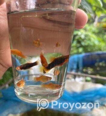 প্লাটি মাছ