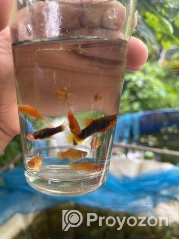 প্লাটি মাছ