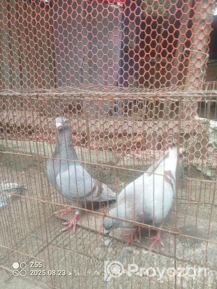 এক জোড়া সবজি হোমা কবুতর বিক্রি করা হবে