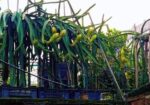 ড্রাগন গাছ বিক্রি হবে