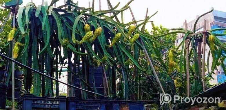 ড্রাগন গাছ বিক্রি হবে