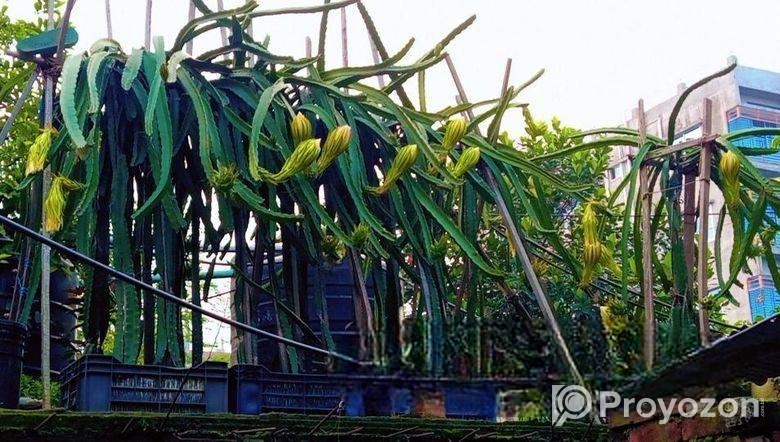 ড্রাগন গাছ বিক্রি হবে