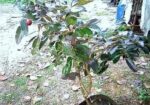 Rubi Longan Tree রুবি লংগান গাছ
