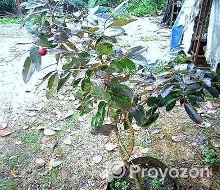 Rubi Longan Tree রুবি লংগান গাছ