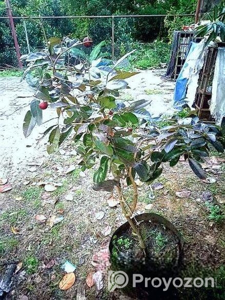 Rubi Longan Tree রুবি লংগান গাছ