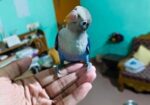 full tame love bird for sale
