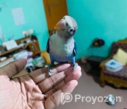 full tame love bird for sale
