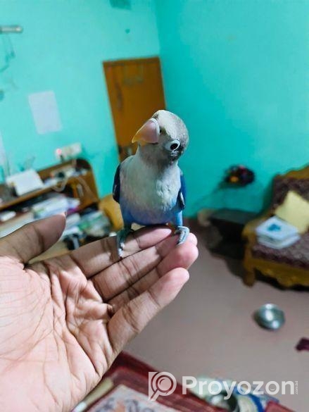 full tame love bird for sale