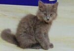 British Shorthair Kittens