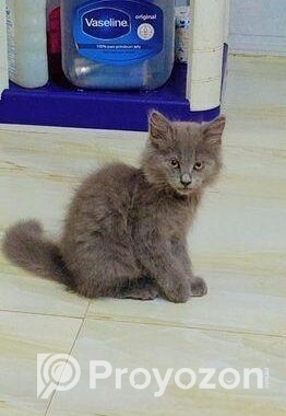 British Shorthair Kittens