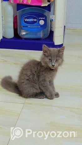 British Shorthair Kittens