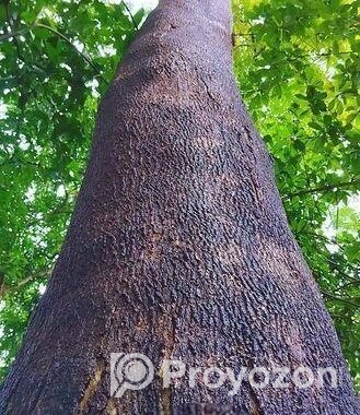 একটি বিশাল আকৃতির শিরিষ গাছ বিক্রি