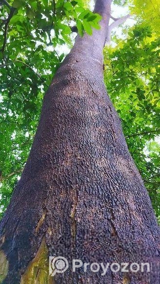 একটি বিশাল আকৃতির শিরিষ গাছ বিক্রি