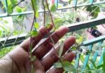 ঝুলনি গাছ