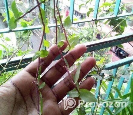ঝুলনি গাছ