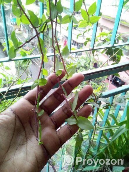 ঝুলনি গাছ