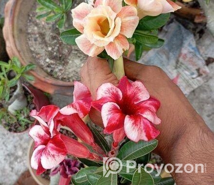 এডুনিয়াম