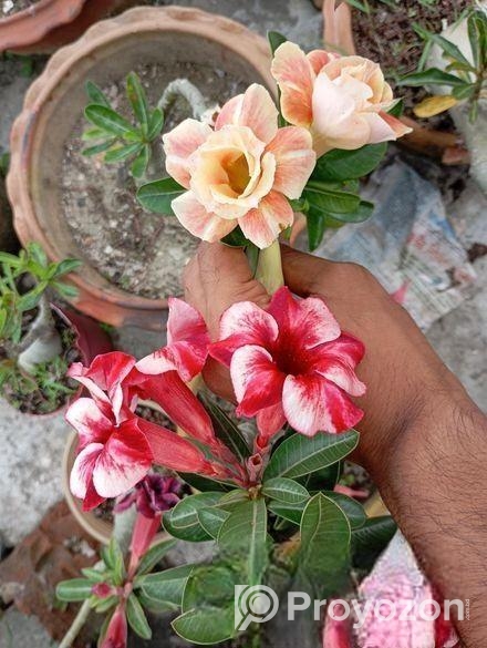 এডুনিয়াম