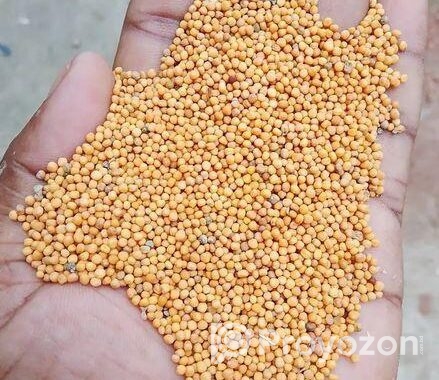 সরিষা