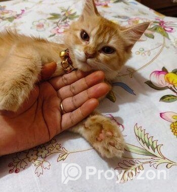 Female persian cat sell