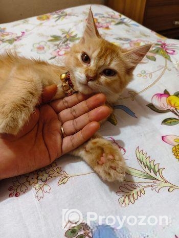 Female persian cat sell