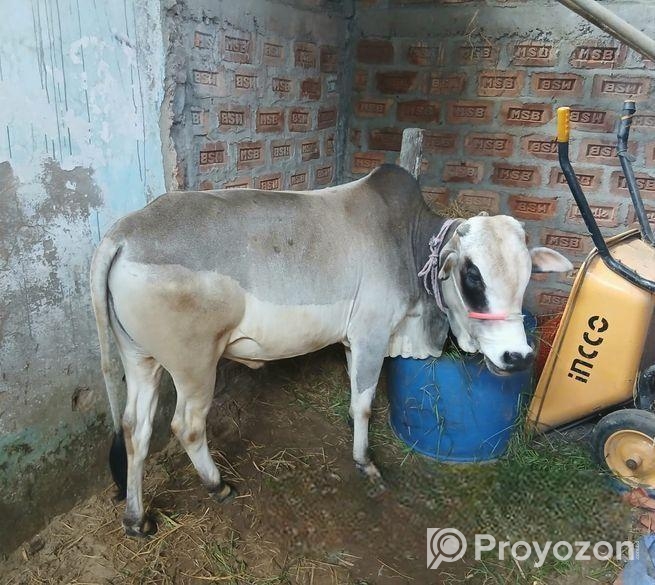 পালার গরু