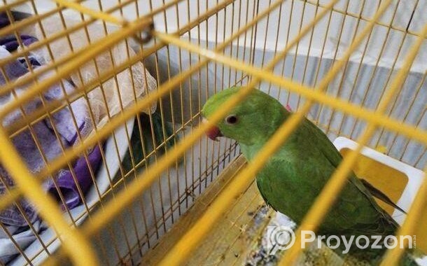Indian Ring Neck Parrot For Sale