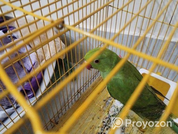 Indian Ring Neck Parrot For Sale