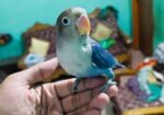 full tame love bird for sale