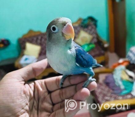 full tame love bird for sale
