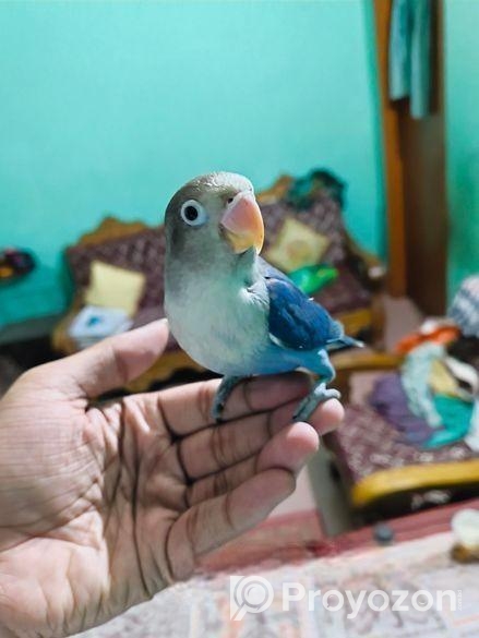 full tame love bird for sale