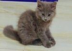 British Shorthair Kittens