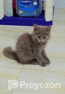 British Shorthair Kittens