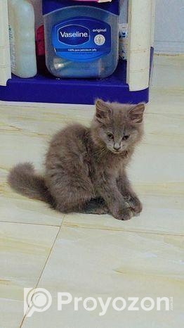 British Shorthair Kittens