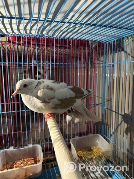 অস্ট্রেলিয়ান ঘুঘু