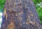 একটি বিশাল আকৃতির শিরিষ গাছ বিক্রি