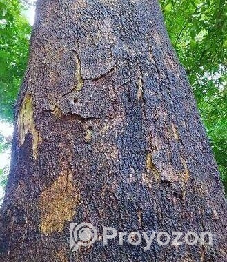একটি বিশাল আকৃতির শিরিষ গাছ বিক্রি