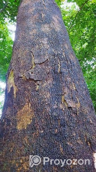 একটি বিশাল আকৃতির শিরিষ গাছ বিক্রি