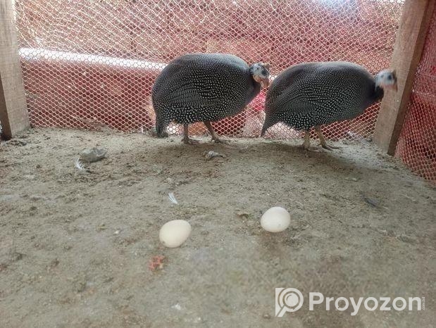 ৪ টি তিত মুরগী বিক্রি করা হবে।