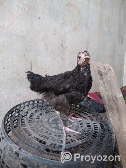 পিওর দেশি মুরগ