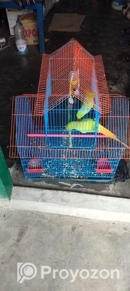 এক জোড়া রিংনেট টিয়া। টাকার জন্য বিক্রি করে দিতে চা