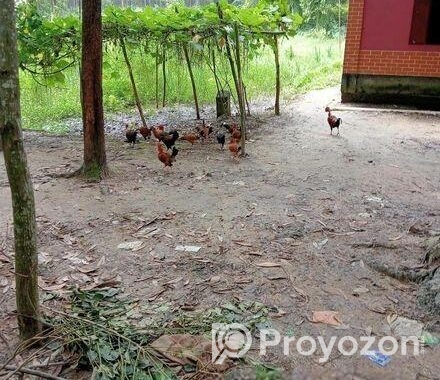 অরজিনাল দেশি মুরগি বিক্রি হবে