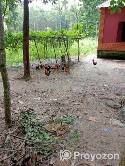 অরজিনাল দেশি মুরগি বিক্রি হবে