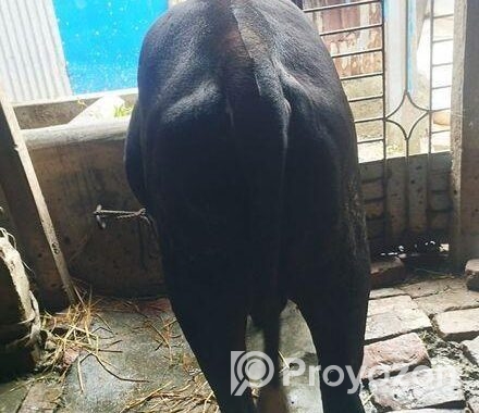 ষাড় গরু