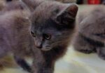 British Shorthair Kittens