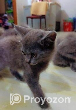 British Shorthair Kittens