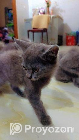 British Shorthair Kittens